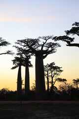 sunset on baobab avenue in morondava, madagascar