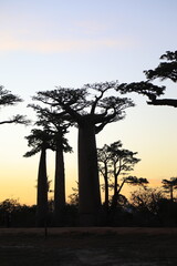 sunset on baobab avenue in morondava, madagascar
