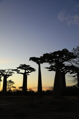sunset on baobab avenue in morondava, madagascar