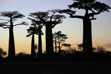 sunset on baobab avenue in morondava, madagascar