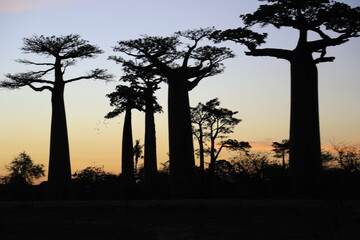 sunset on baobab avenue in morondava, madagascar