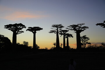 sunset on baobab avenue in morondava, madagascar