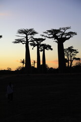 sunset on baobab avenue in morondava, madagascar