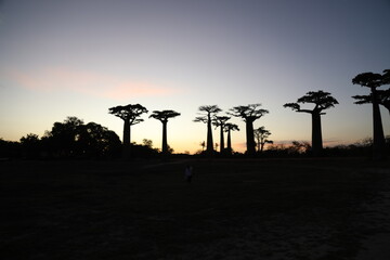 sunset on baobab avenue in morondava, madagascar
