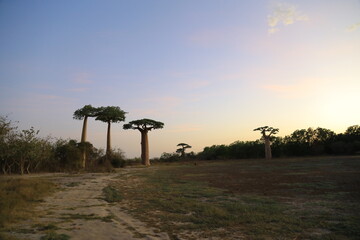 sunset on baobab avenue in morondava, madagascar