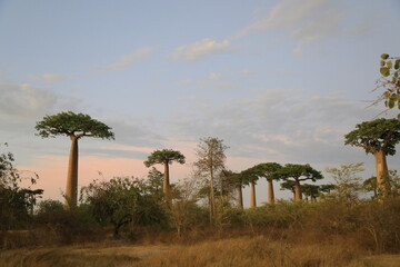 sunset on baobab avenue in morondava, madagascar