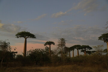 sunset on baobab avenue in morondava, madagascar