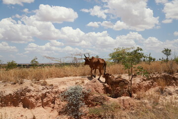 jebu, madagascar cow in the field