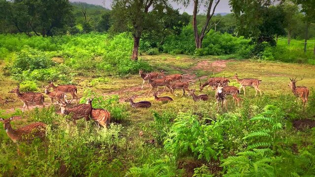 Spotted deer chital or cheetal (Axis axis)- Bandipur Wild life Sanctuary, Karnataka, India	