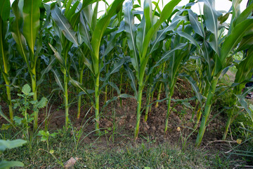 Obraz premium Agriculture corn fields growing in the harvest countryside of Bangladesh