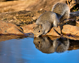 Squirrel sips water from a pond near rocks.
