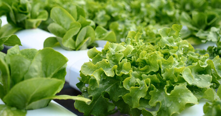 Close up fresh organic hydroponic vegetable plantation produce green salad hydroponic cultivate...