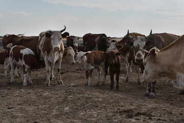 Cow cattle walking in fenced barnyard.