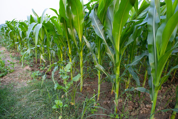 Agriculture corn fields growing in the harvest countryside of Bangladesh