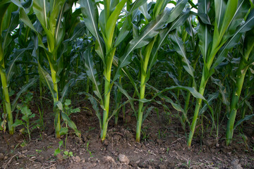 Agriculture corn fields growing in the harvest countryside of Bangladesh