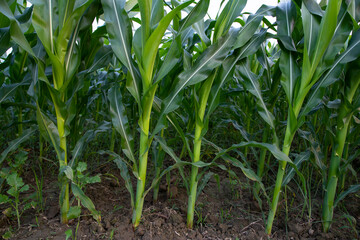 Agriculture corn fields growing in the harvest countryside of Bangladesh