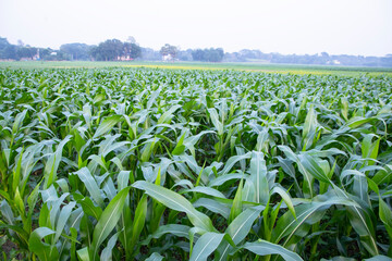 Agriculture corn fields growing in the harvest countryside of Bangladesh