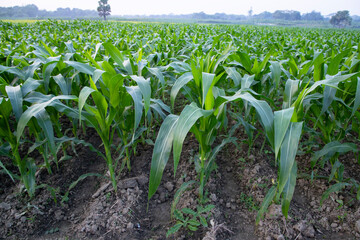 Agriculture corn fields growing in the harvest countryside of Bangladesh