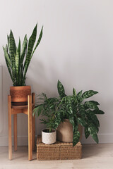 various green houseplants on wooden stand and basket. Plant holders in modern interior design