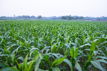 Fototapeta na wymiar Agriculture corn fields growing in the harvest countryside of Bangladesh