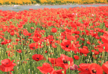 field of red poppies