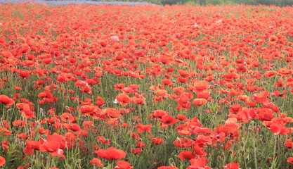 field of red poppies