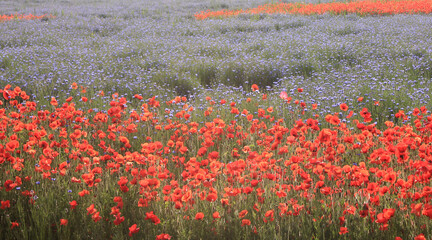 field of poppies