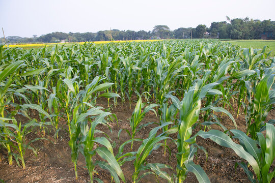 Agriculture corn fields growing in the harvest countryside of Bangladesh