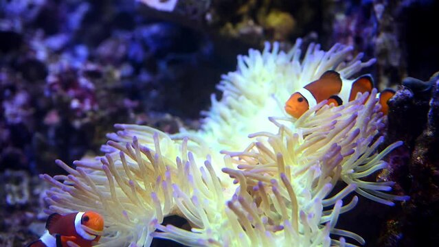 A Nemo fish plays hide and seek amongst the moving tentacles of a soft Sea Anemone. Clownfish or Anemonefish in Aquarium concept. 4k super slow motion 120 fps raw cinematic video