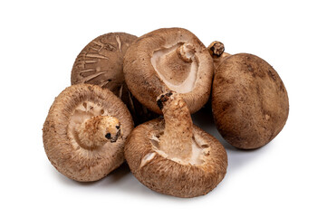 Shiitake mushroom on the White background