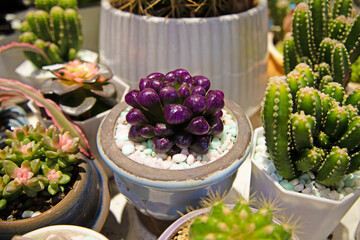 group of fresh cacti in flowers in the garden, collection of blooming tiny cacti with colorful flowers. Tray with bright colorful Ruby ball cactus (Gymnocalycium mihanovichii) at a flower market