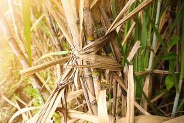 Sugarcane trees, sugar cane forests and grass blow in the wind in the lively fields. Capture the essence of nature's textures and patterns in spring and summer