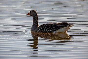 A greylag goose on a lake in the evening sunshine