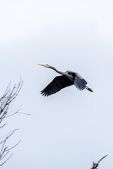 Blue hero caught flying