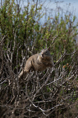 Lazy squirrel on branches