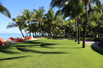 trees on the beach