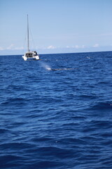 yacht and whale in the sea