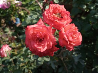 a bunch of pink roses in garden