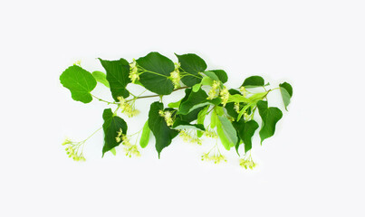 Blooming linden branch isolated on white background.