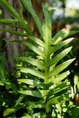 Fresh green leaf background in a tropical rainforest