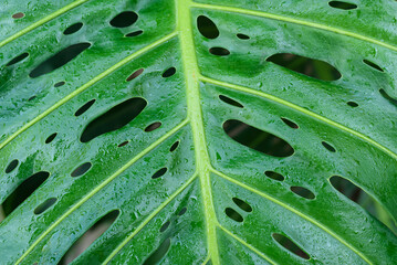 Fototapeta na wymiar Fresh green leaf background in a tropical rainforest