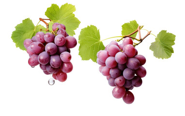 Fototapeta premium A Celebration of Nature Bounty with the Plump and Juicy Goodness of Grapes on a White or Clear Surface PNG Transparent Background.