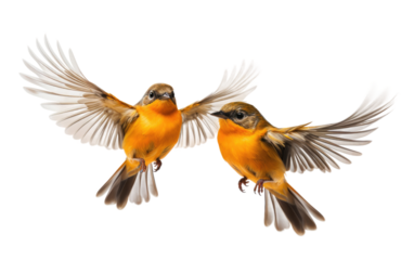 Delight in the Aerial Symphony of Orange Sparrows in Perfect Unity on a White or Clear Surface PNG Transparent Background.