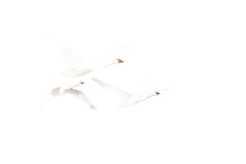 Fototapeta na wymiar Flying swans on a white background. A photo edited with high key technique. Wildlife art. Mute swan. White background.