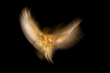 An owl landing in the dark. An aesthetic bird photo. Black background. 