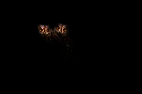 Cute owls looking at you from the darkness. Scops owl. Dark nature background. 