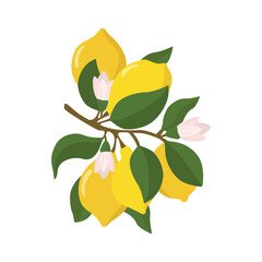 Obraz premium A lemon sprig with lemon fruits in a flat style. Vector illustration highlighted on a white background.