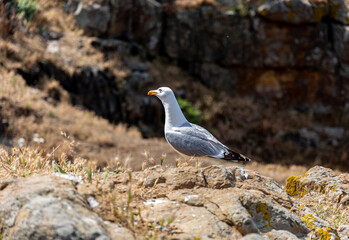 Seagull on rock near to the sea