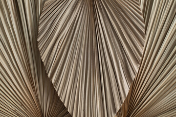 Close view of dried palm leaves for a backdrop