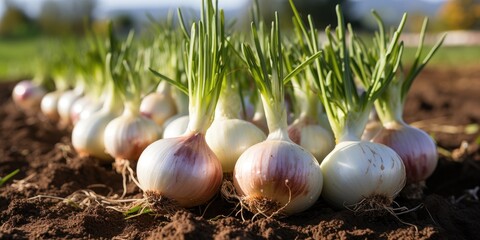 Organic white onion close-up on the field, eco-friendly products. Generative AI